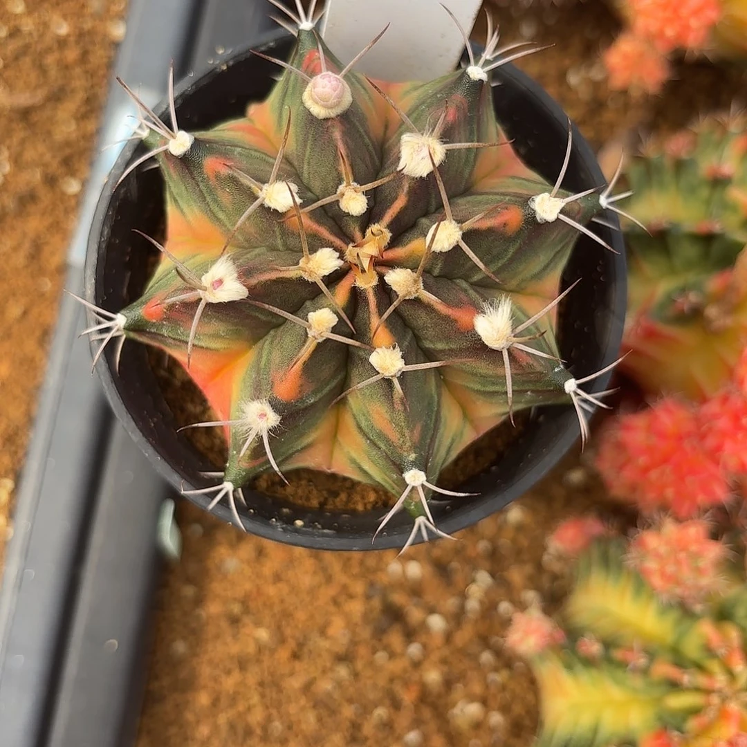 96-0616泰国发货多肉