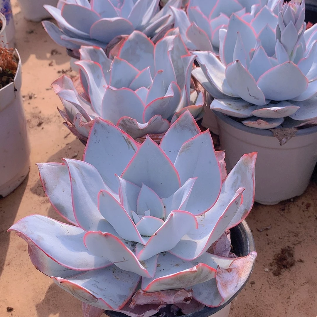 广寒宫34677899990000