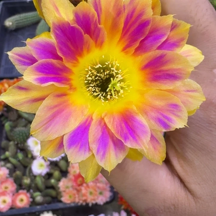 206丽花阳光明媚歪3公分左右无根侧牙，20包邮