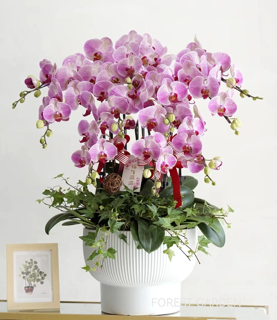 【带花剑】旋律胡蝶兰花苗带花剑3.0寸杯大苗