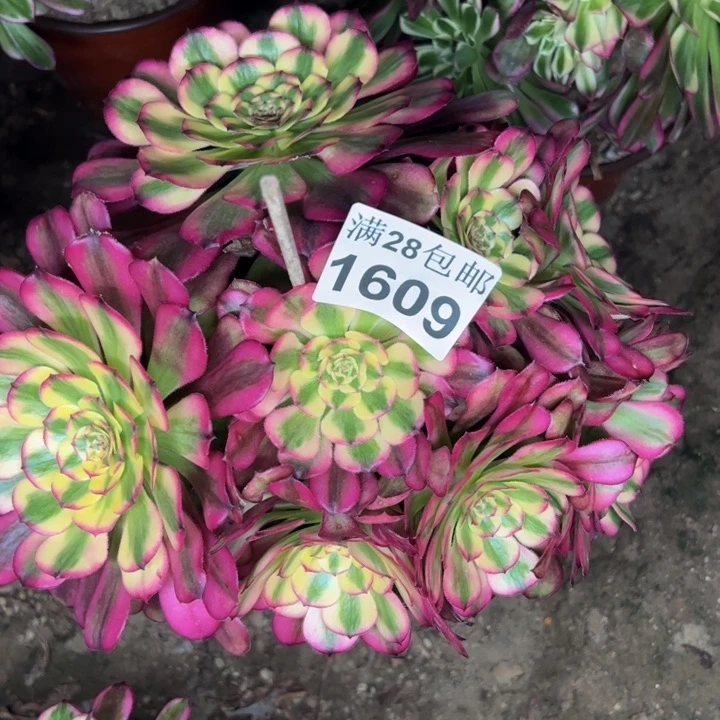 1609舞天姬多肉植物