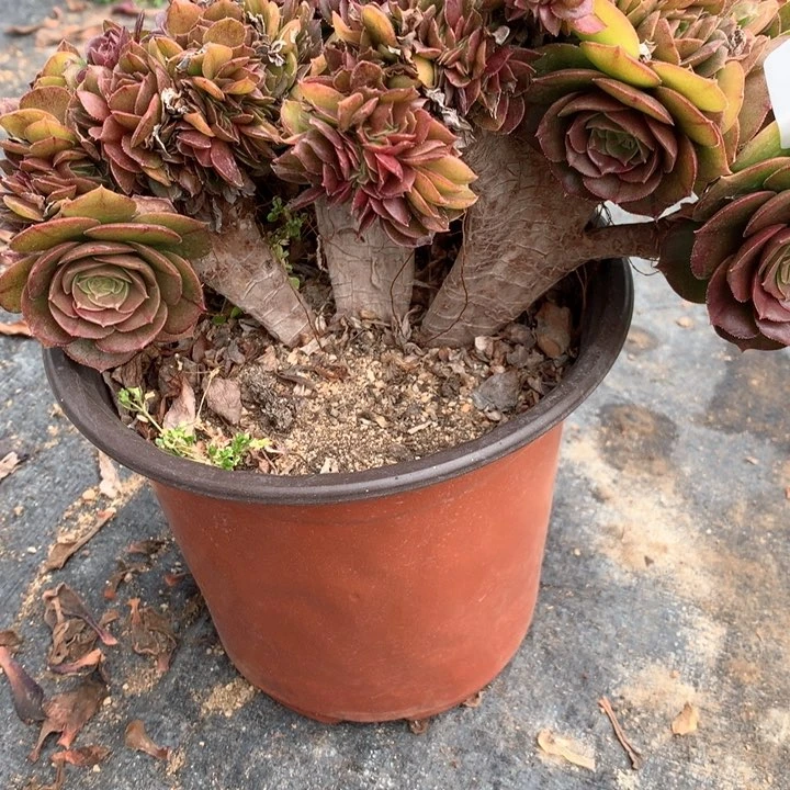 687万缀多肉植物