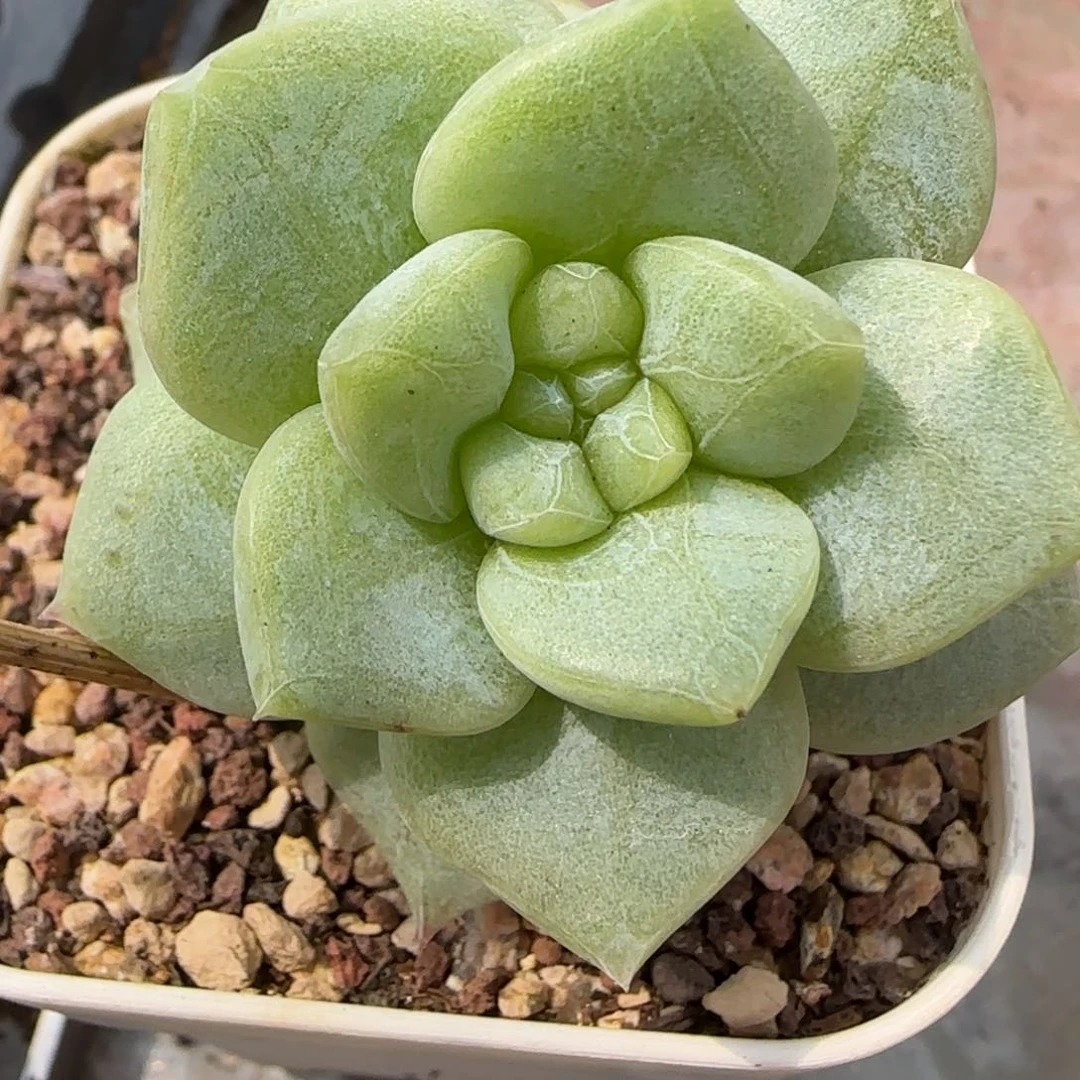 一**亿呱呱专拍绿体冰玉石化