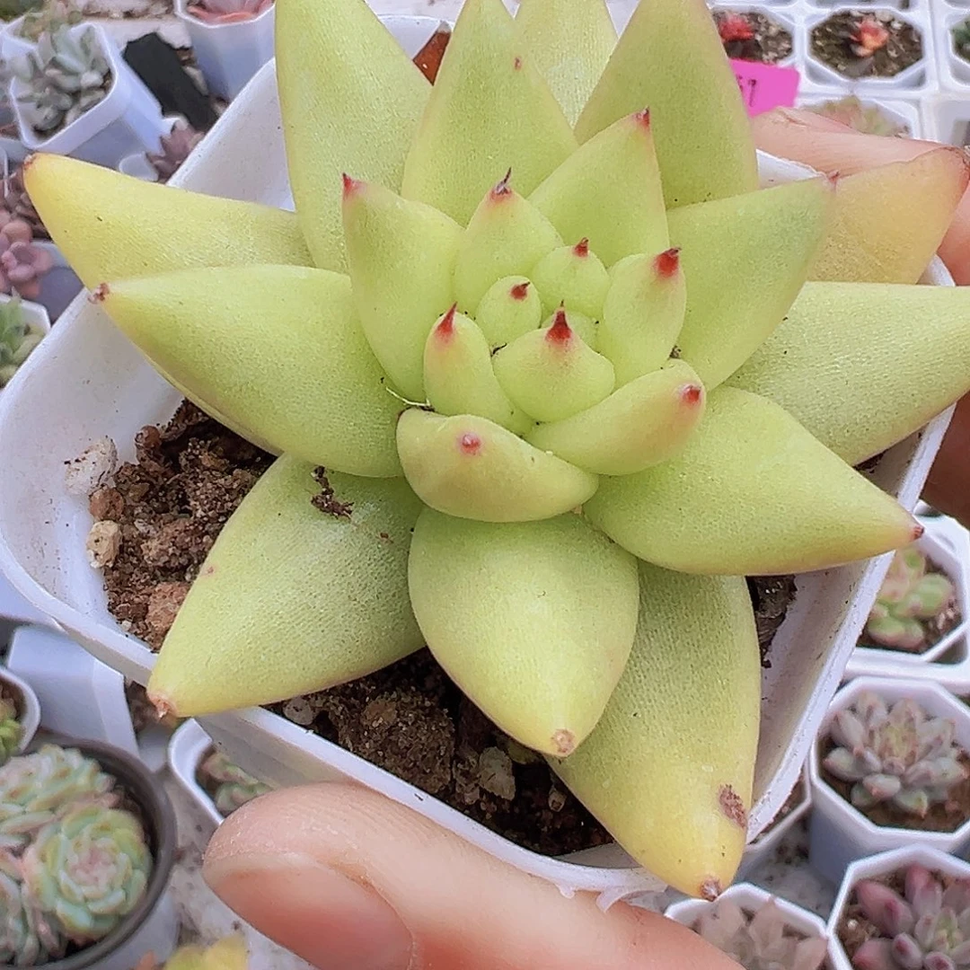 玛利亚单头19包邮托土发货