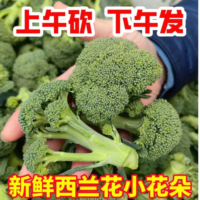 现摘小朵西兰花耳花花菜新鲜时令绿色健康蔬菜包邮当季新鲜蔬菜