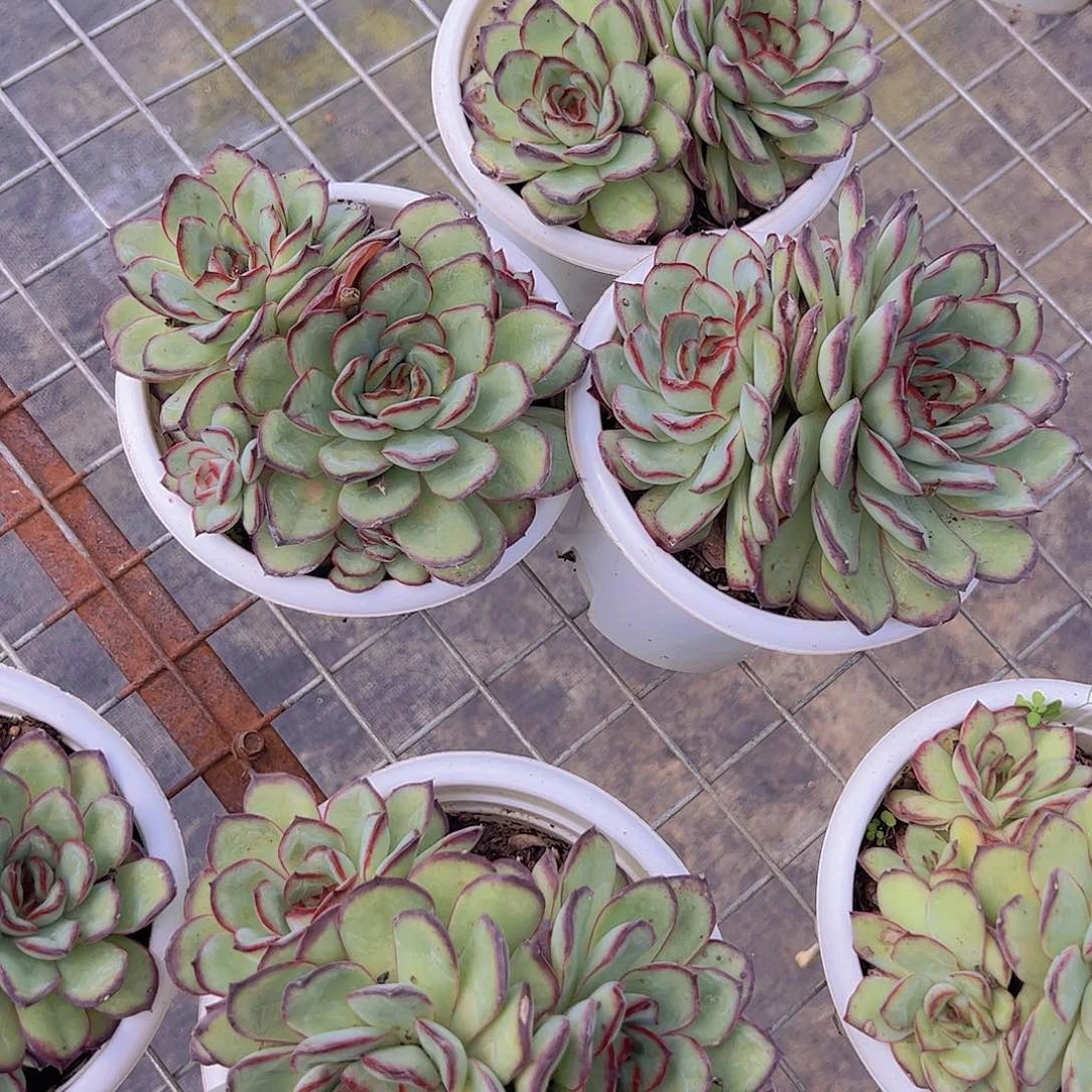 肉酱玫瑰多头大盆裙精品