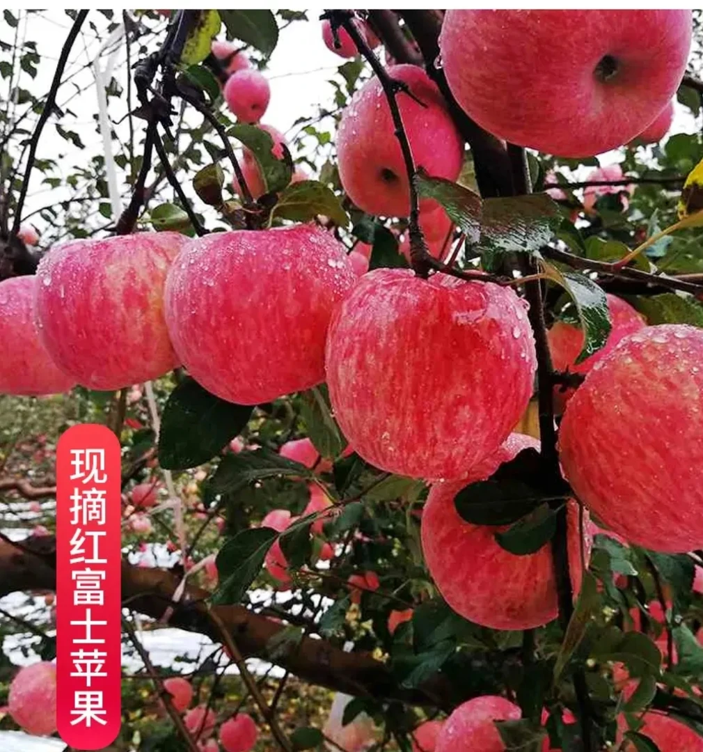 《金猪姐专属》东北关外第一县绥中正宗红富士现摘脆甜多汁产地直发