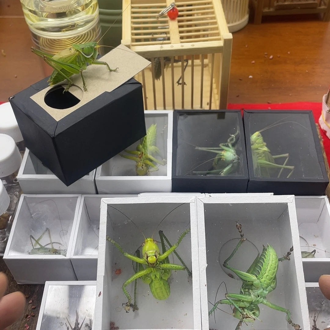 蟋蟀俩只绿果果啊啊啊啊