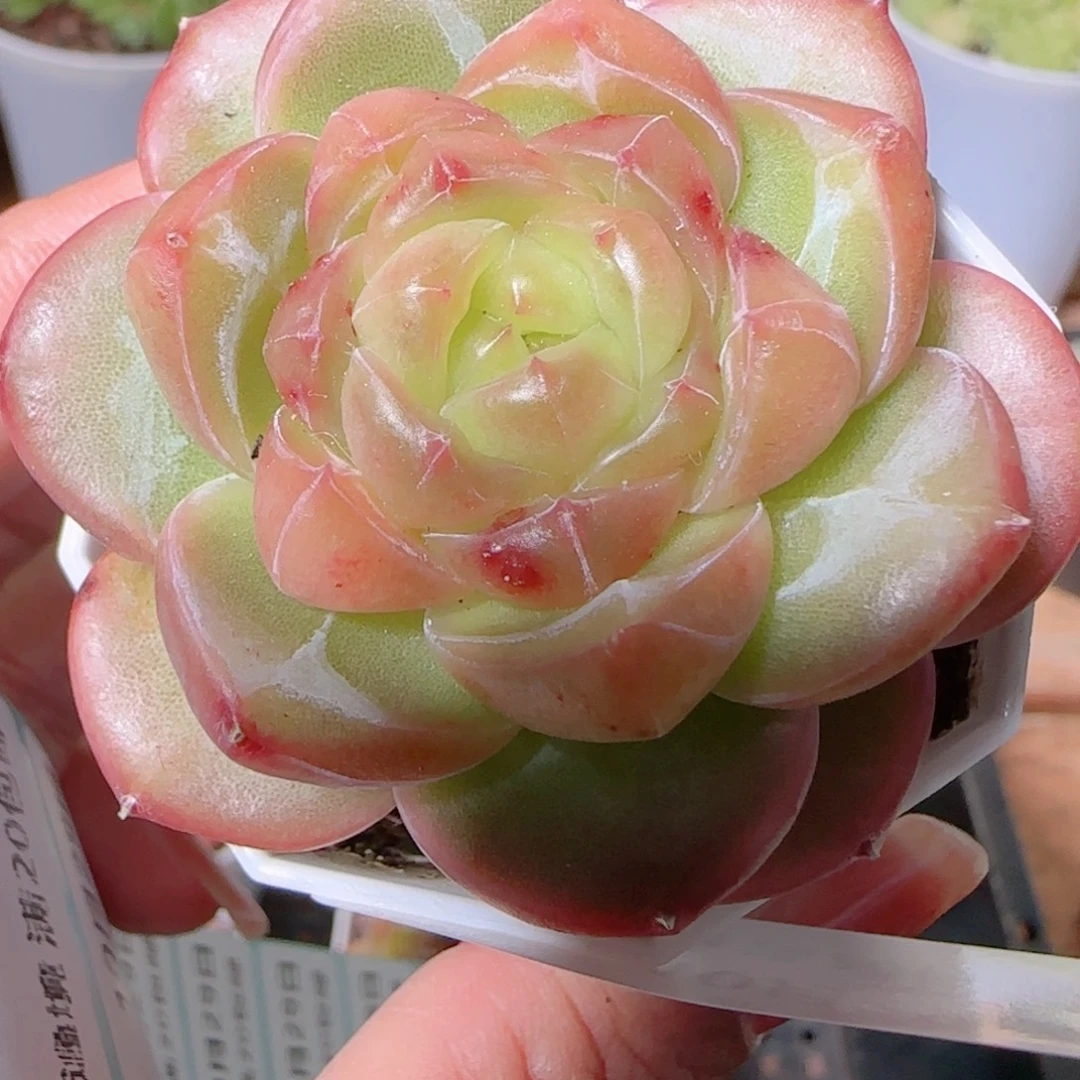 星***人花语逸镜1029-41钻石珍妮