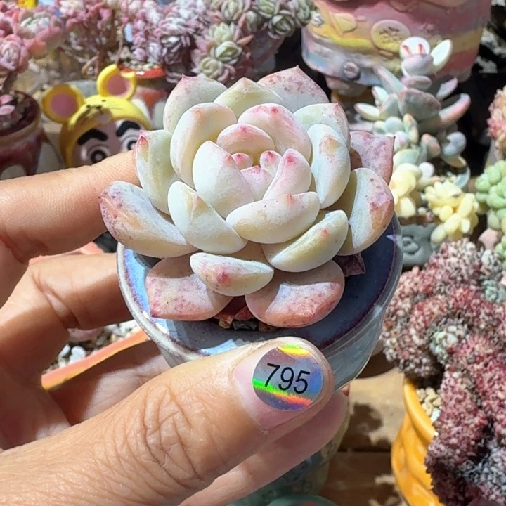 枫795 多肉含盆土30元除偏远