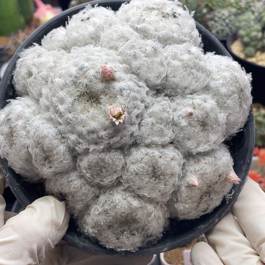 实生粉花羽毛佛头白星粉花