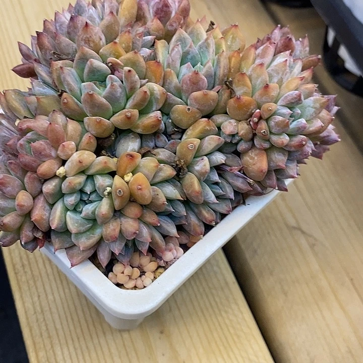 好**余福利725071福利多多