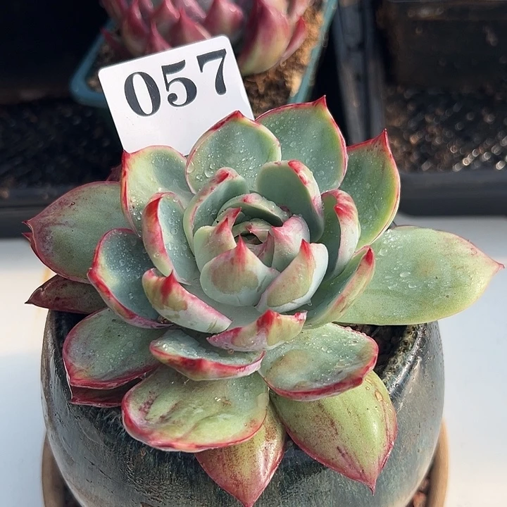 惊鸿惊鸿惊鸿057保底10厘米