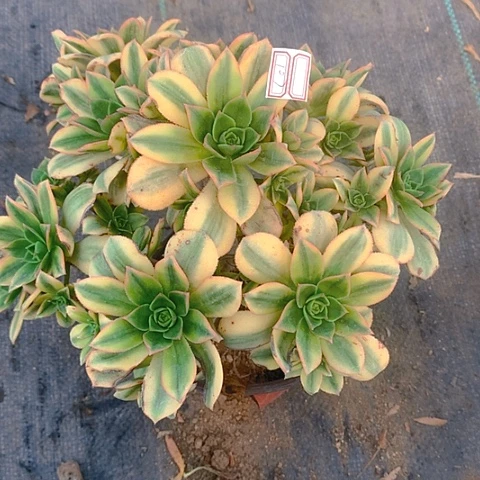 107星爆多肉植物