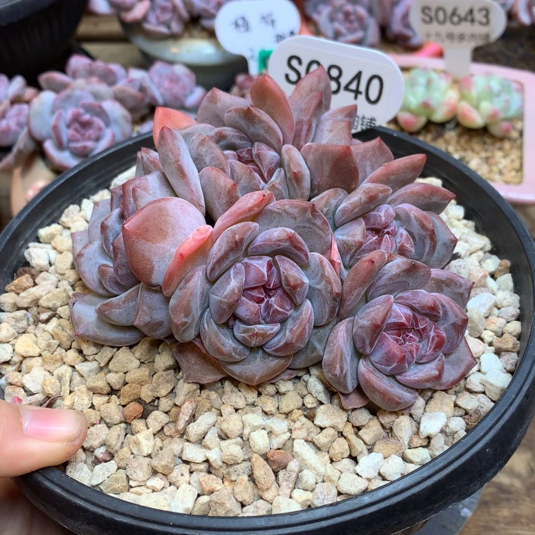 S0840 星影老桩 12cm 7头