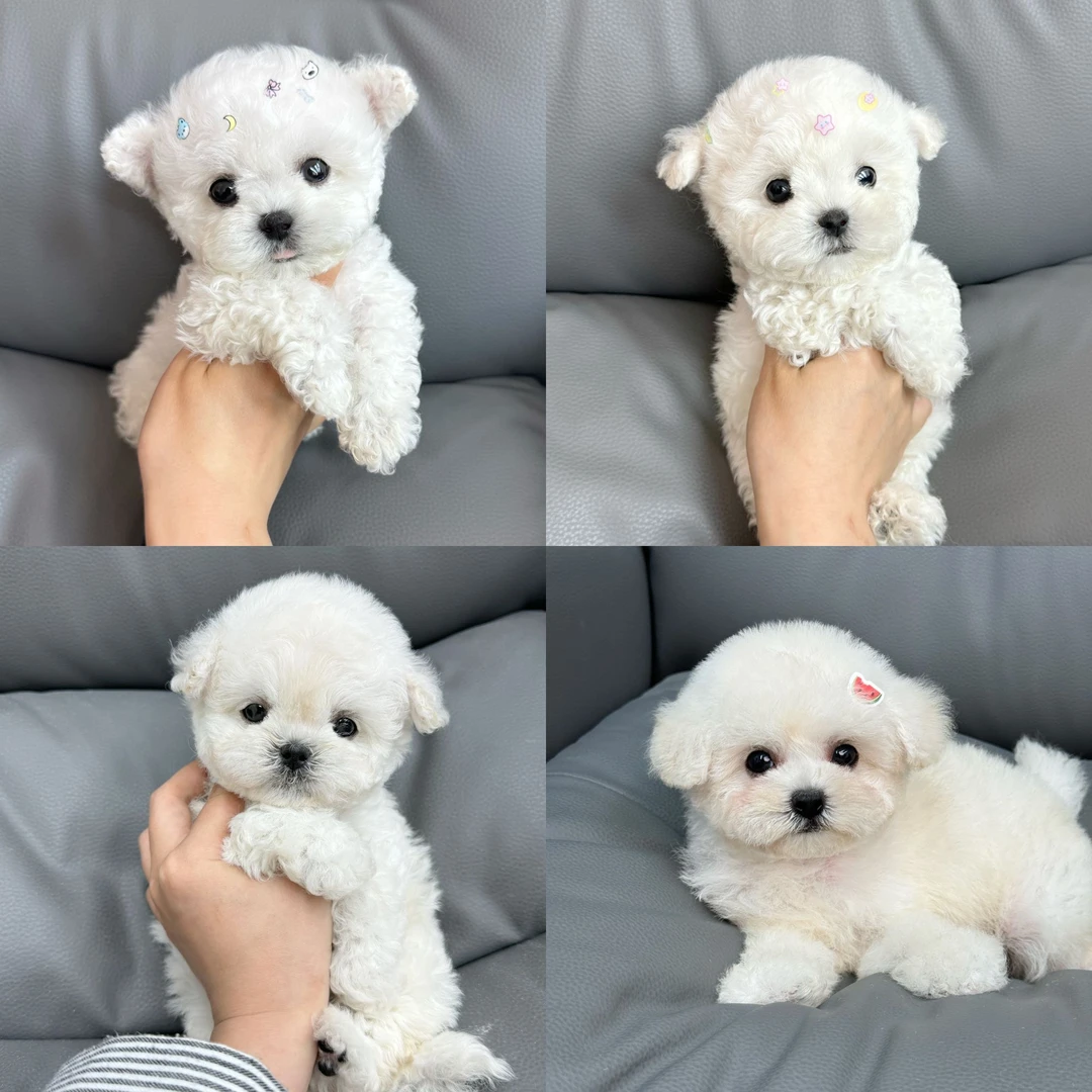 【番茄的熊宝】⭐萌宠幼犬专拍