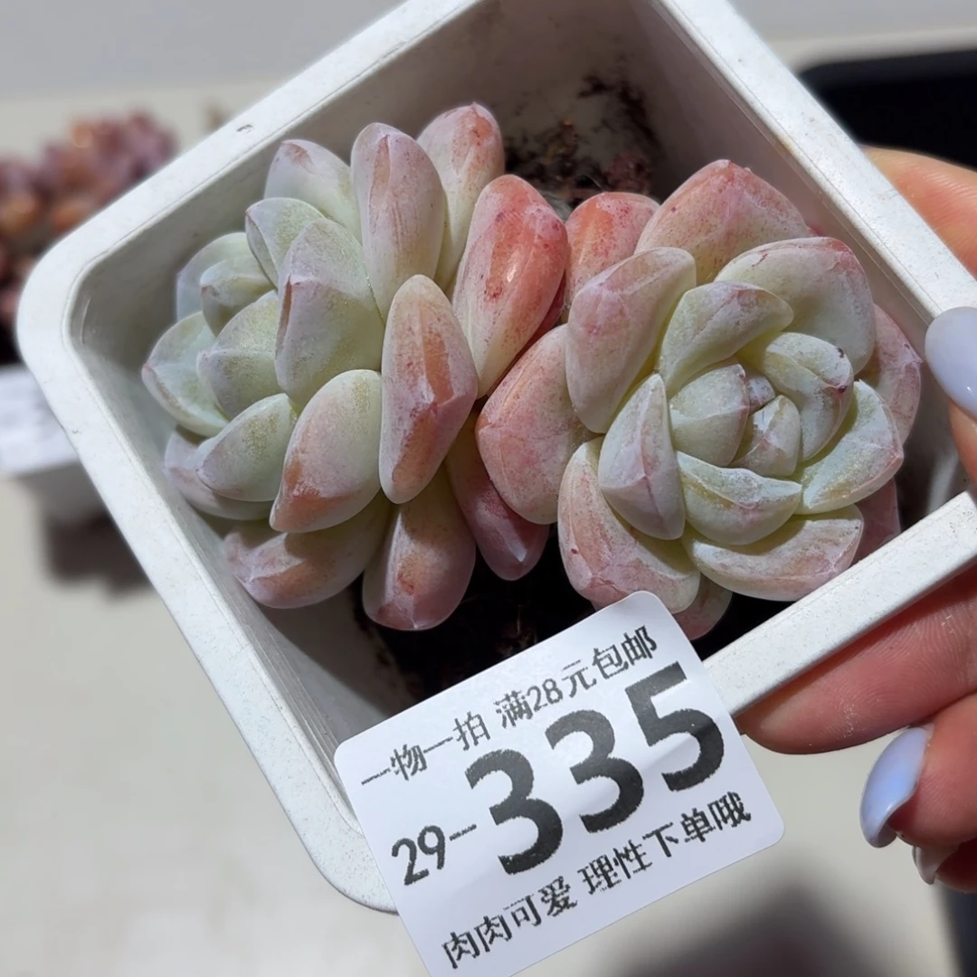 冰玉无盆土发货无