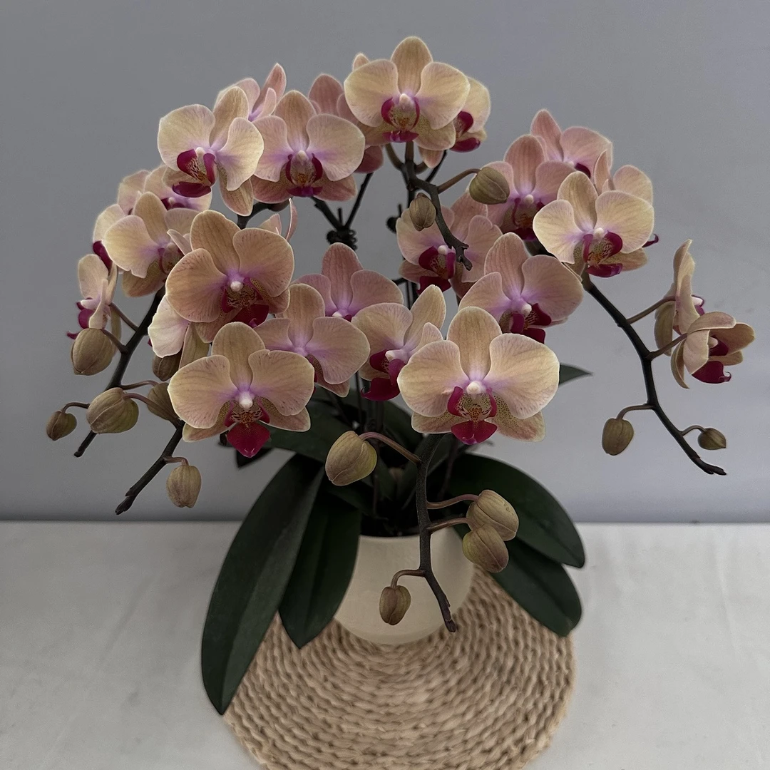 蝴蝶兰【砂糖橘】复古橙色系鲜花精致组盆桌面室内绿植养兰基地直发