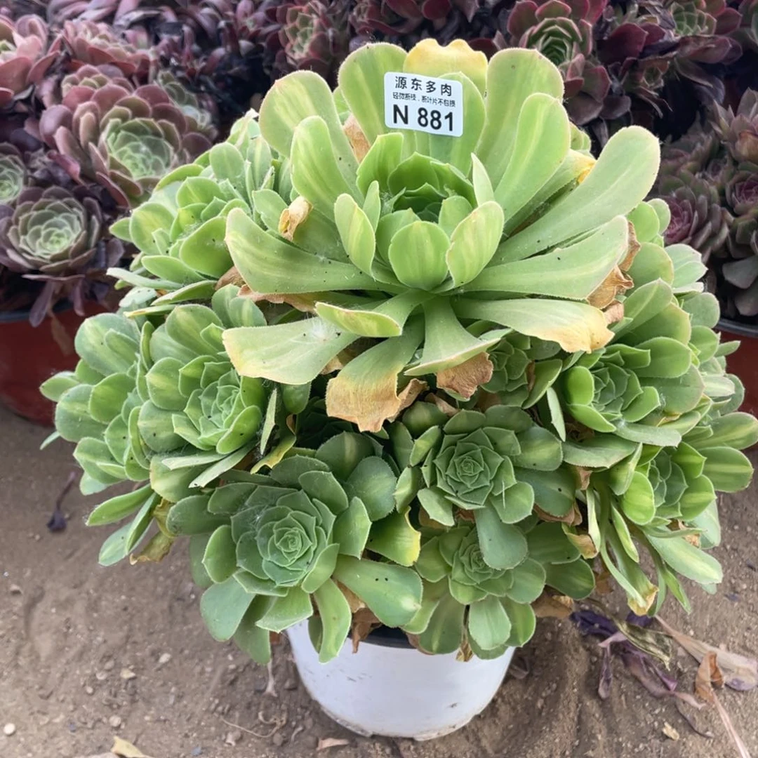 881翡翠多肉法师断枝不包