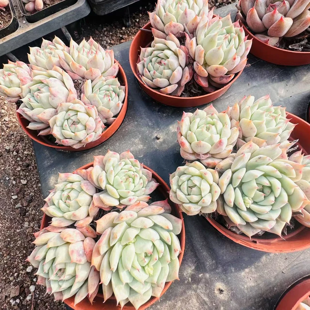 灵境多肉 拍一发二 直播间展示为准