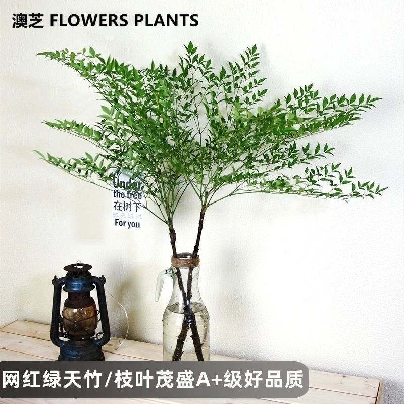 懒人南天竹室内鲜切枝水养火焰红客厅盆栽花卉绿植平替马醉木