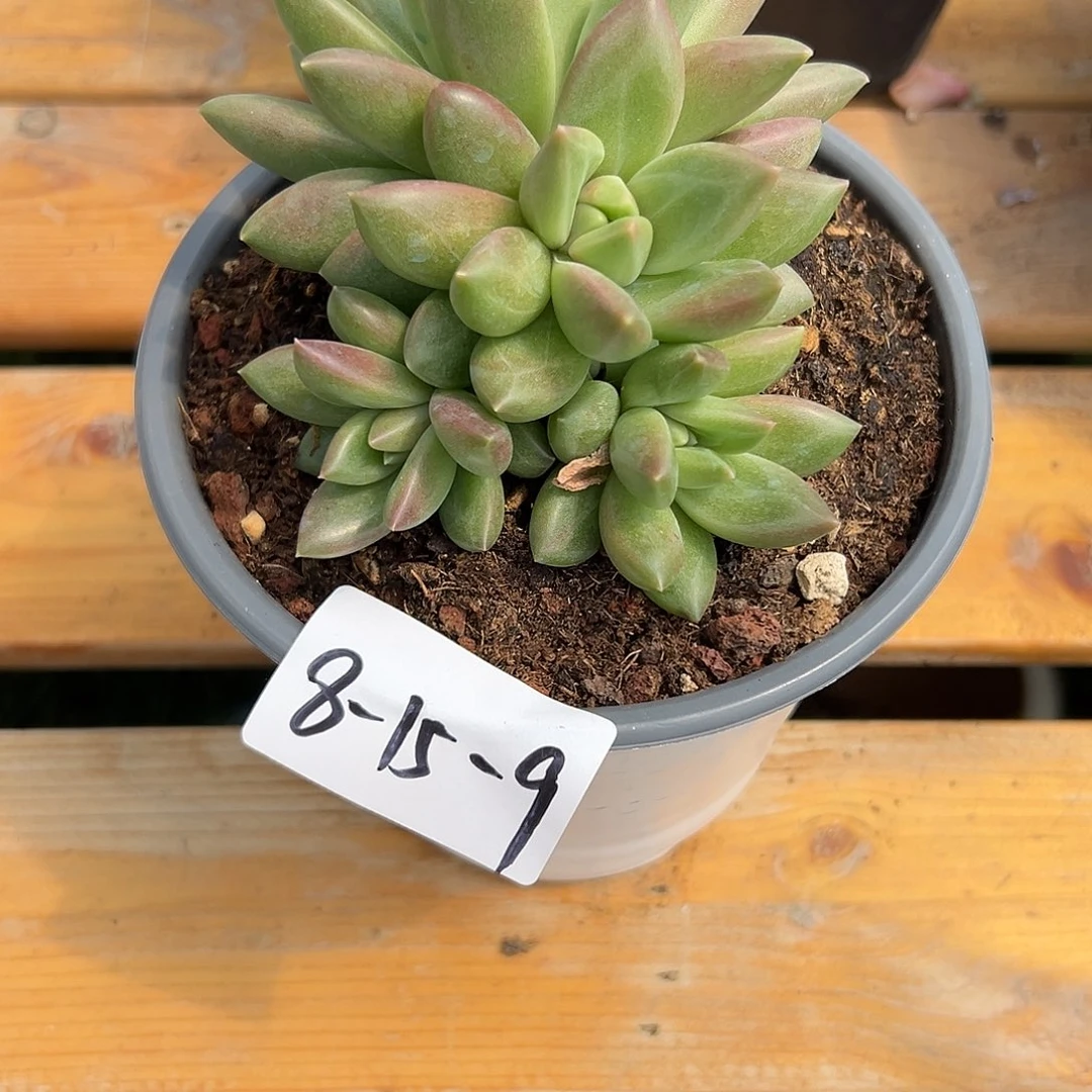 流***火补差白胖子多肉植物