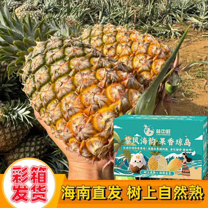 【顺丰礼盒】海南金钻凤梨17号冬蜜甜蜜蜜芒果冬蜜菠萝新鲜水果孕妇