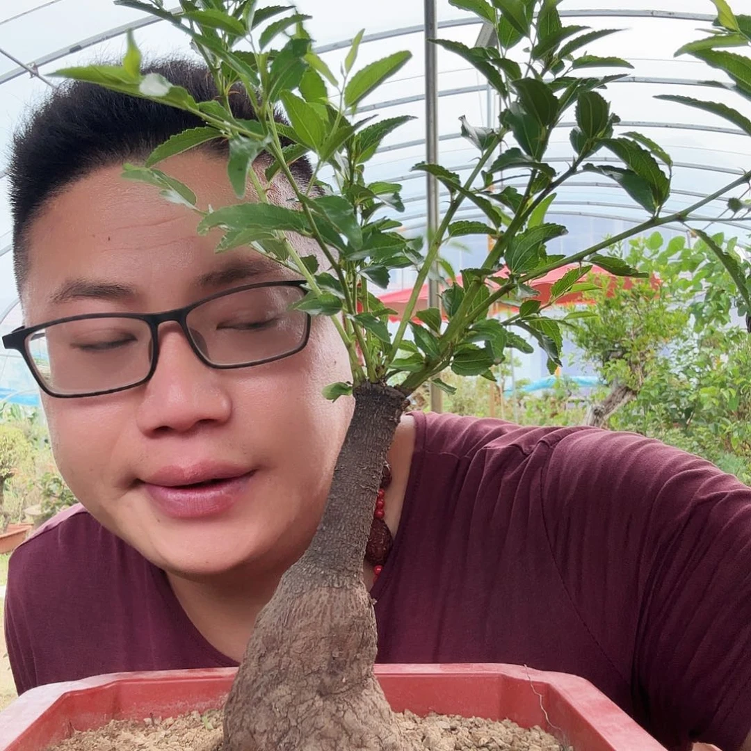 沉***金当前无花朵，栽培后可花朵