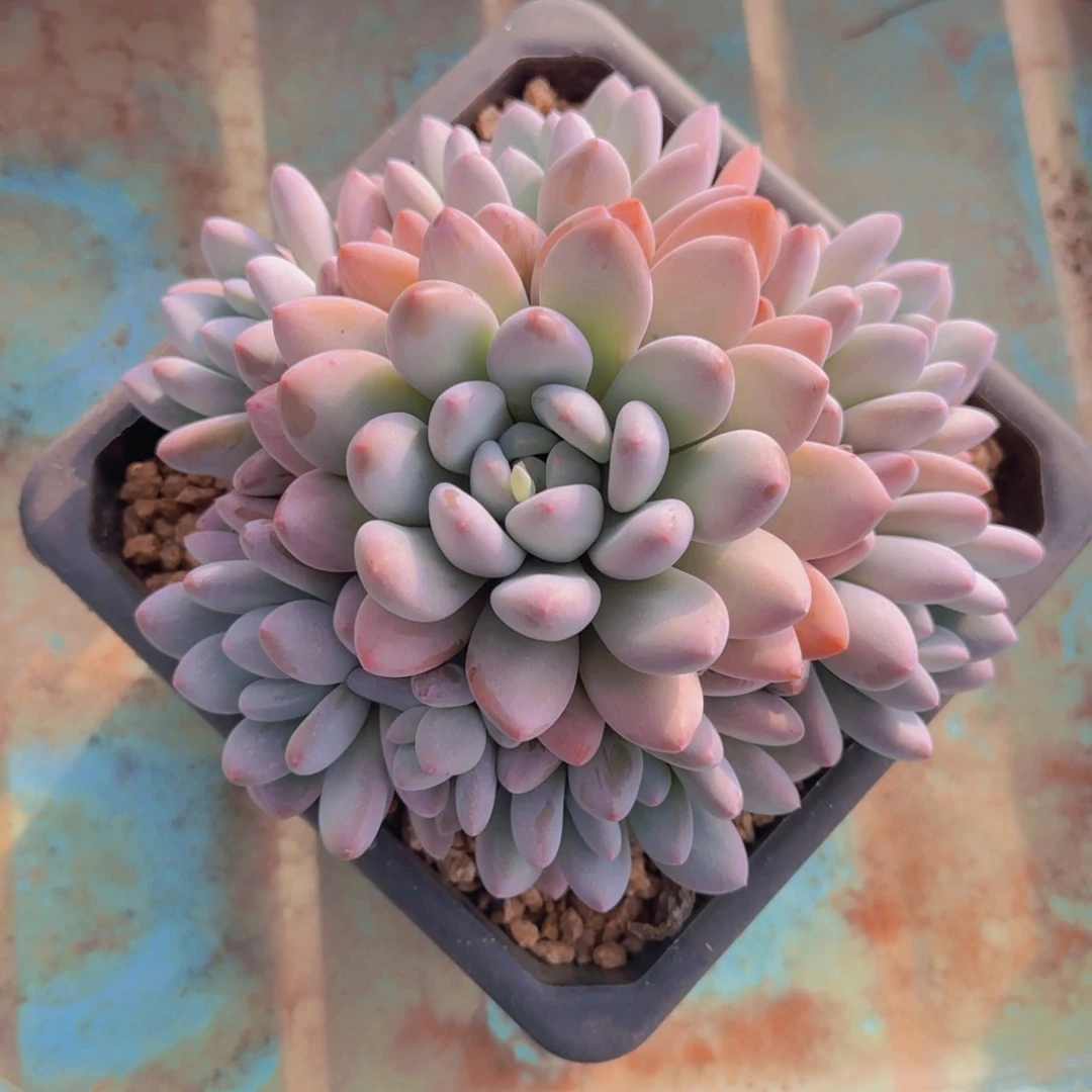 香水福利111111111