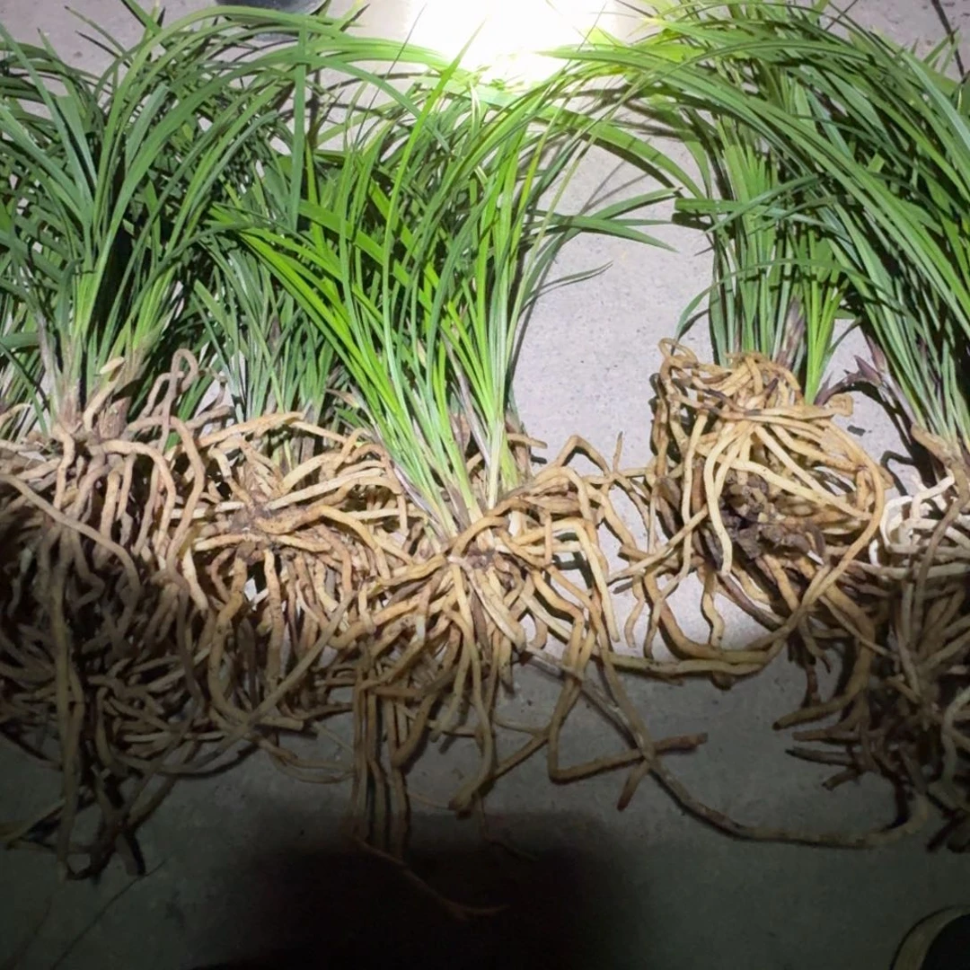 当前无花栽培后可以开花W****水