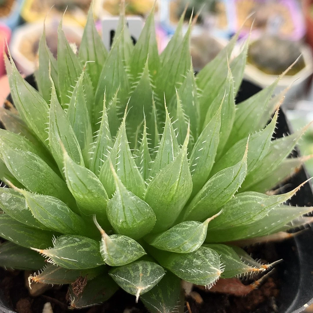 实生玉露原始种，16号