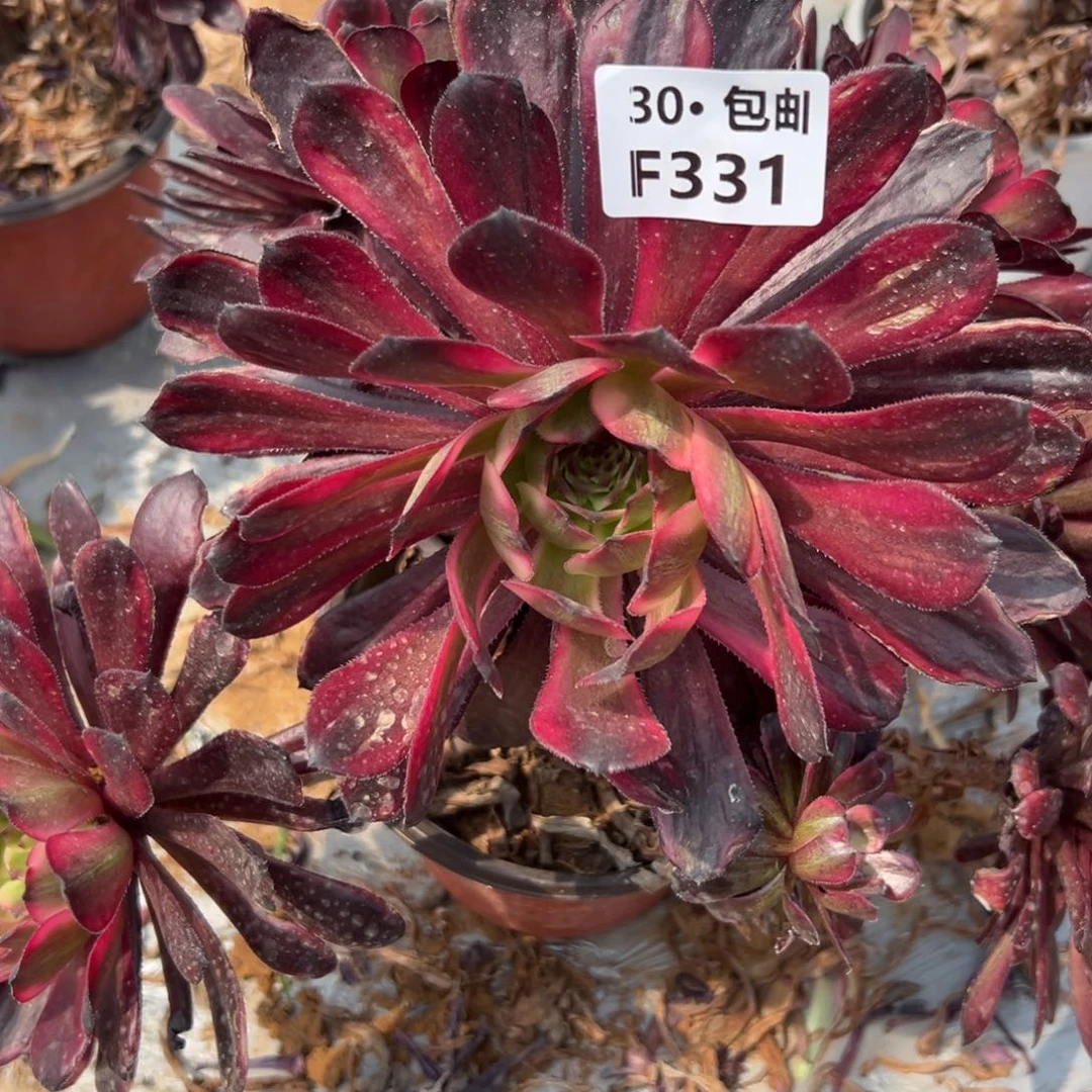 331红金刚满20包邮