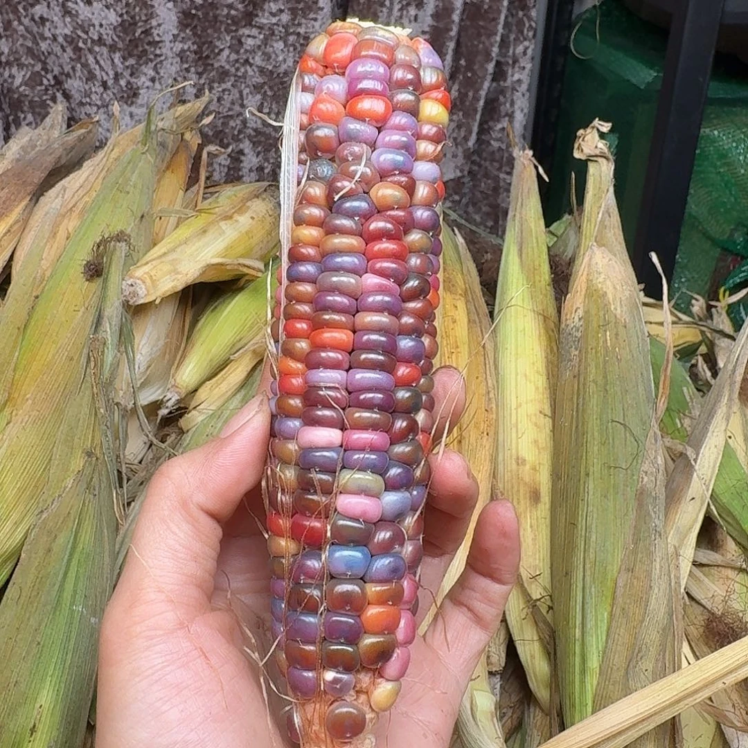 h***i吊坠柏香籽/百香籽