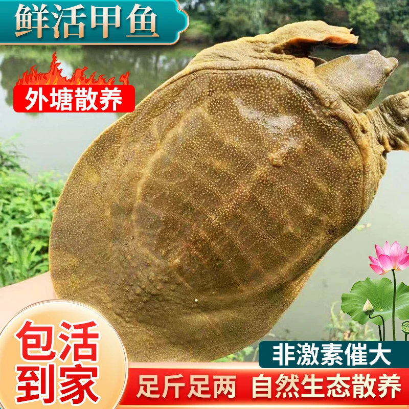 【浙江甲鱼】3只外塘大甲鱼生猛外塘甲鱼青背白底包活到家A2