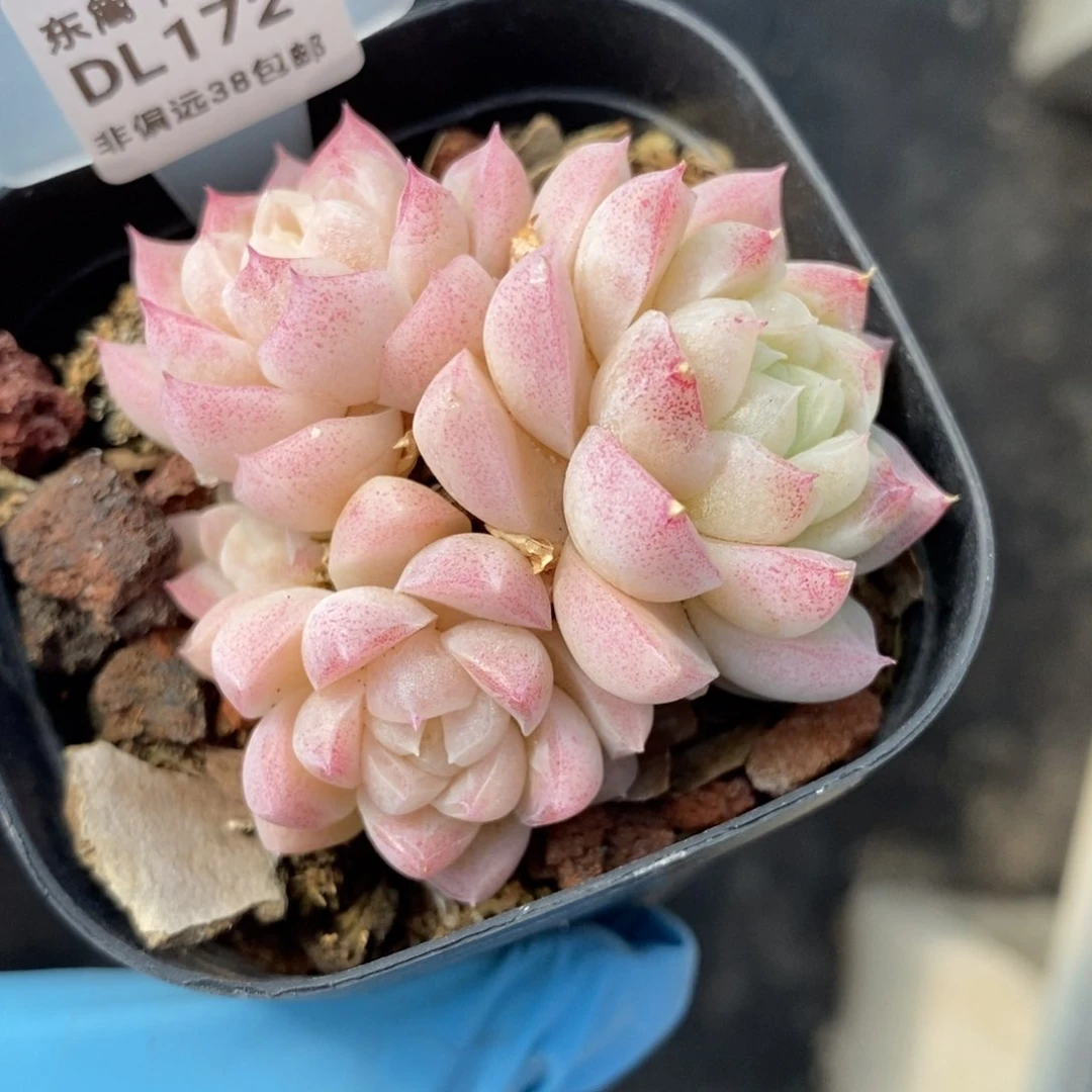 172东篱下多肉植物盆栽