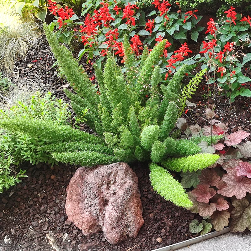 狐尾天门冬盆栽花园室外植物四季常青九尾天门冬多年生观叶绿植
