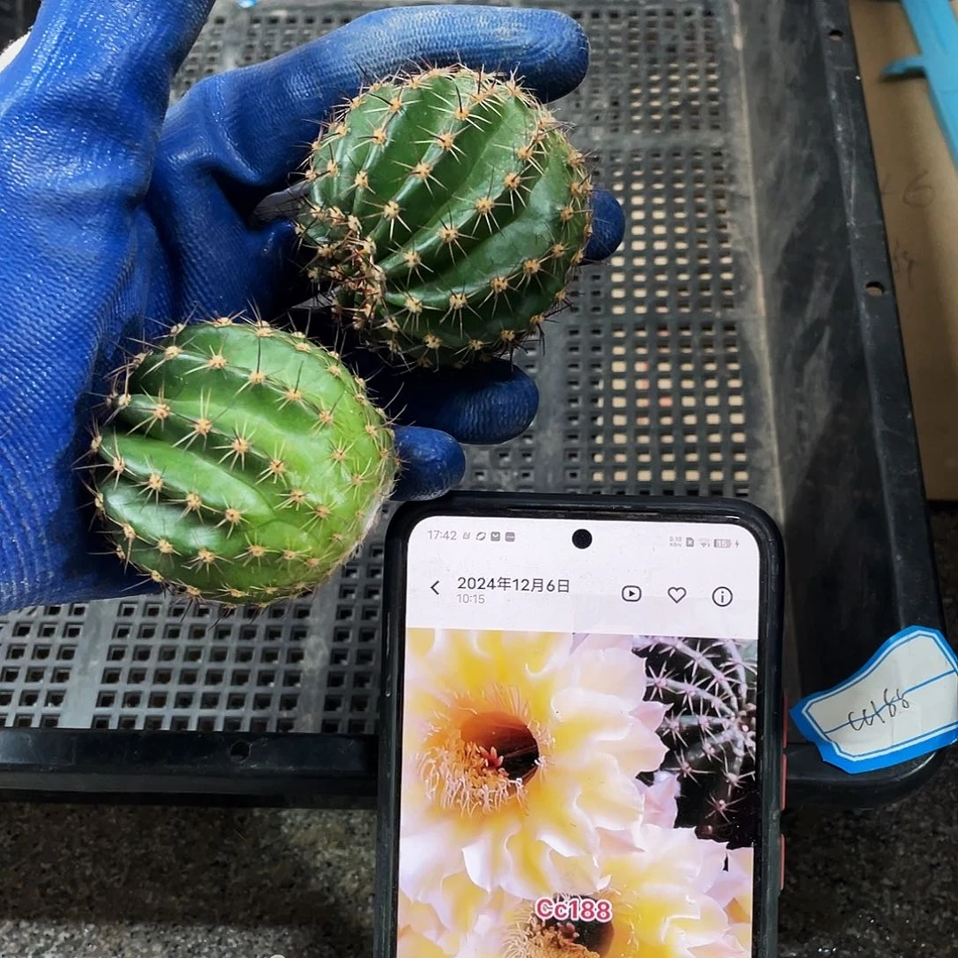 Cc188侧芽两颗一组满18包邮