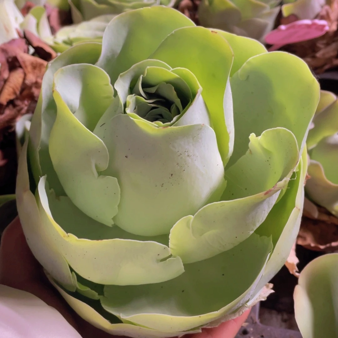 觉***山地玫瑰J664裸根发货不售后