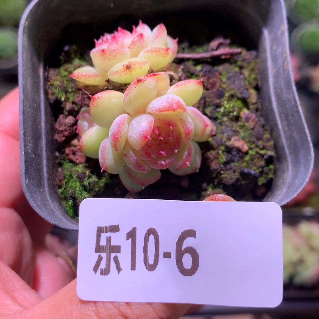 乐然10-6 新品不包整