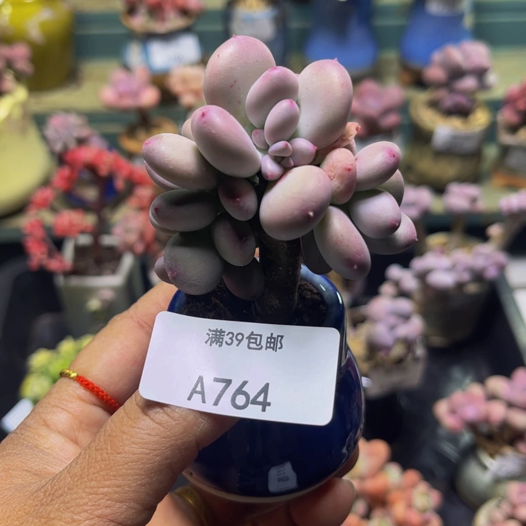 苹果奶764/5.5cm多肉
