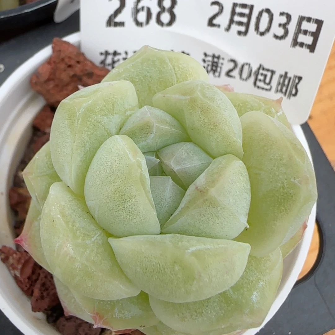 花语逸镜0203-268