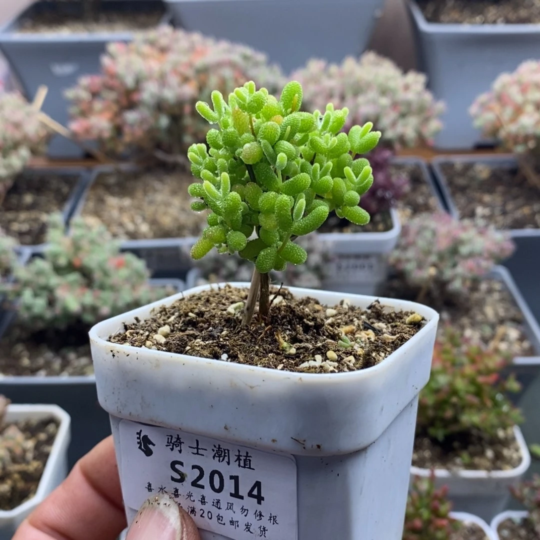 2014蜜橘糖球枝干番杏