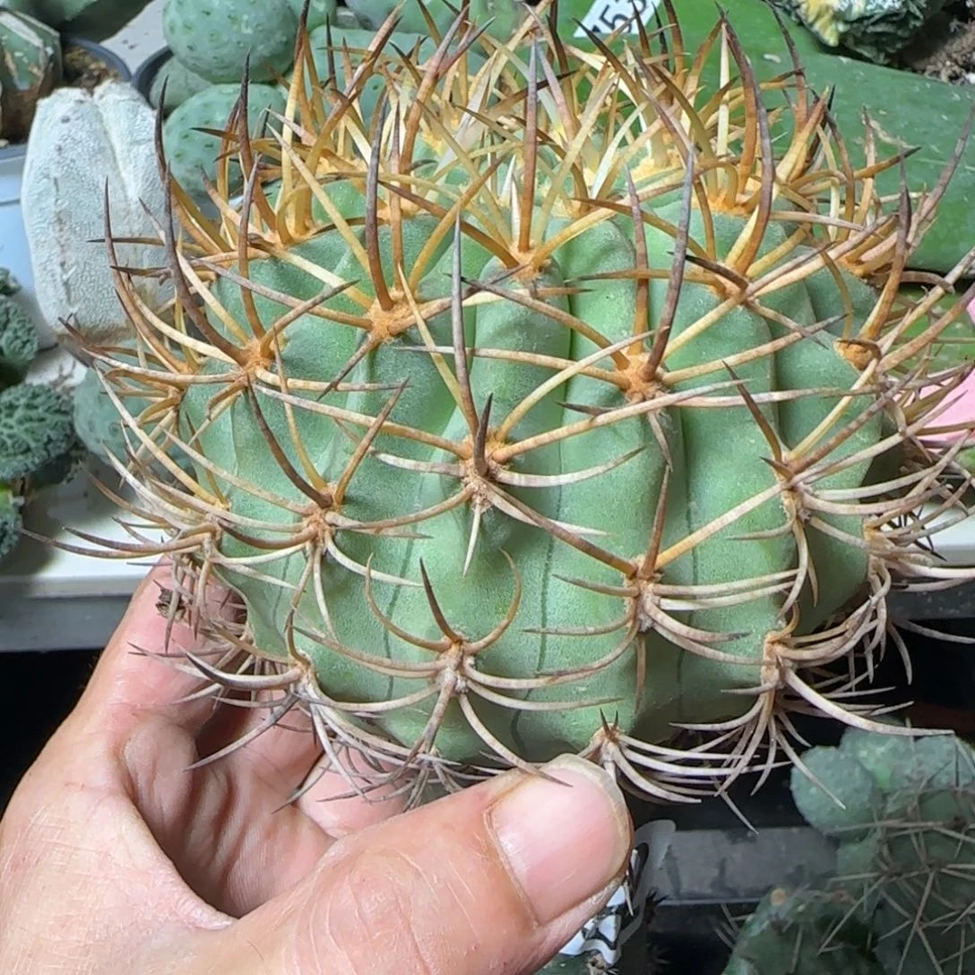 无花朵福利1 0厘米特选刺伍佰津玉8888