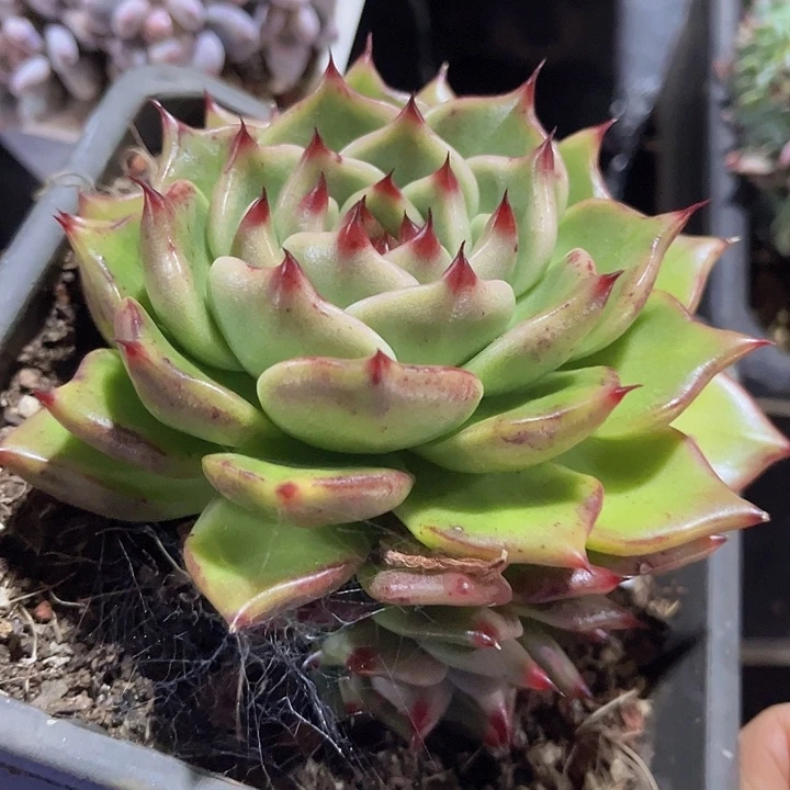 蓝龙2493多肉植物