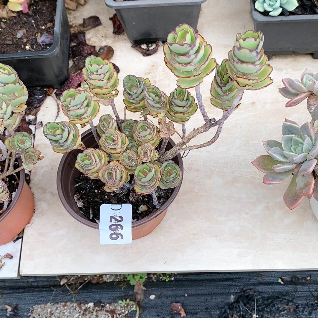 C****9266锦绣牡丹多肉植物