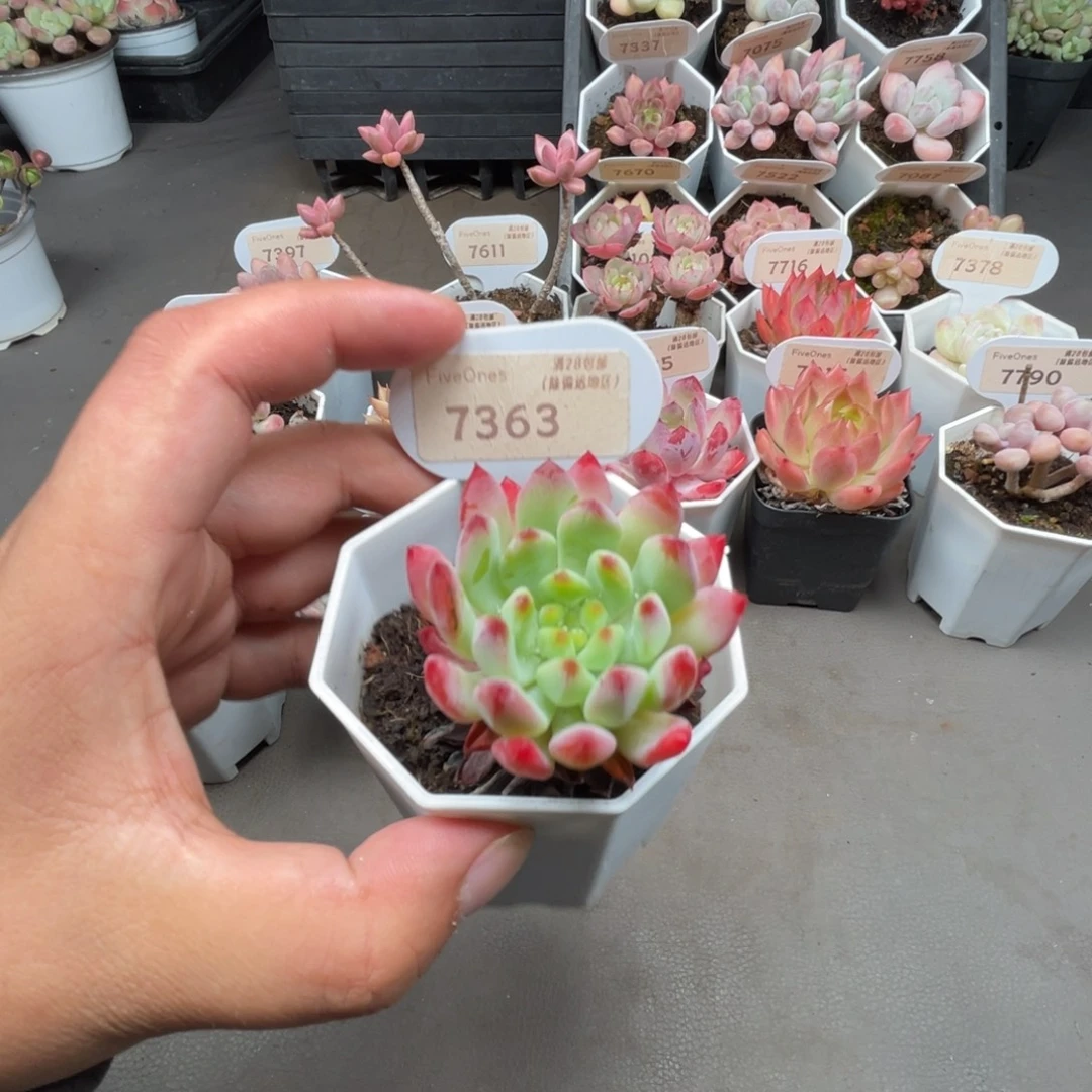 7363蓝苹果4.0厘米