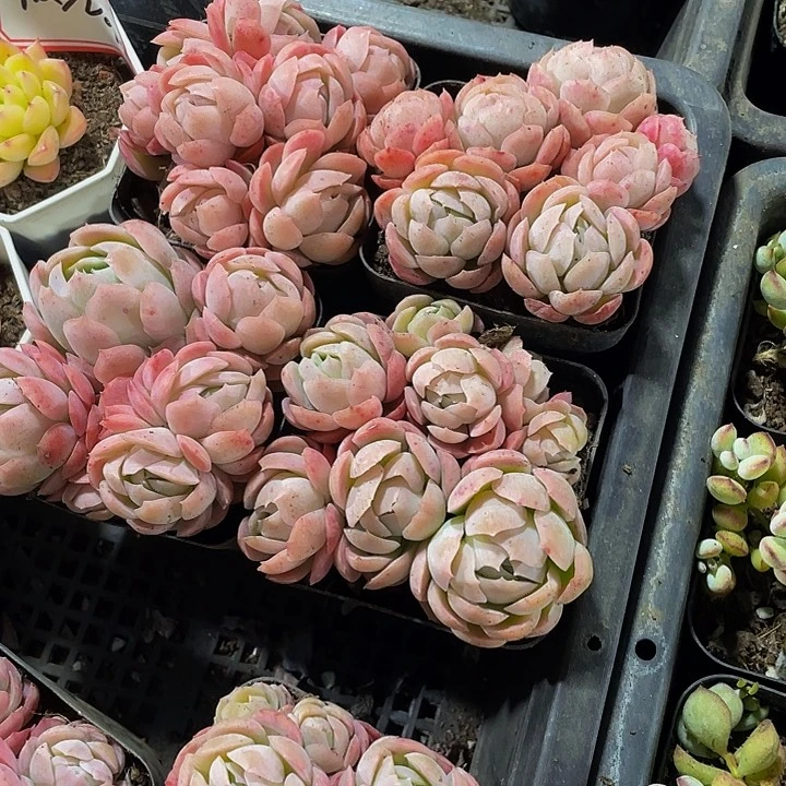7方大香水贝瑞带盆群