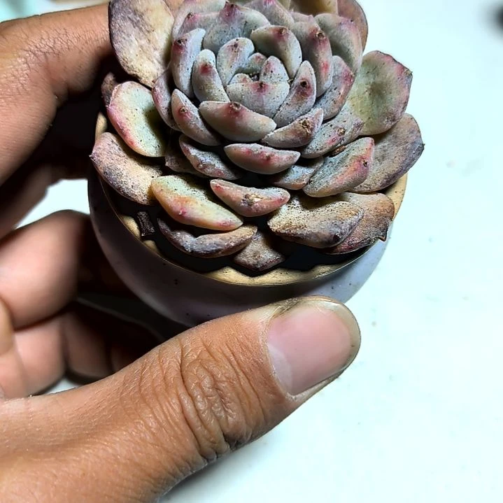 满6元包邮，糖心水晶大些