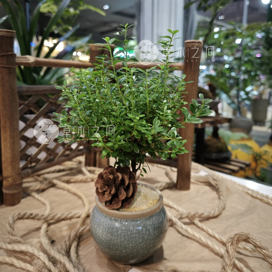 小叶赤楠老桩盆栽盆景迷你植物室内花卉办公桌四季绿植好养