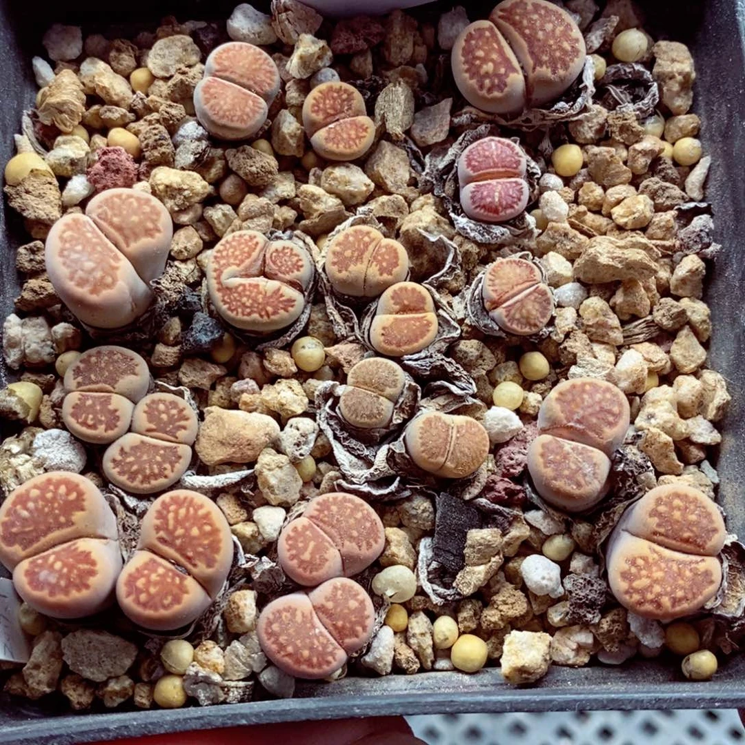 我的小姐姐们都是我709